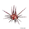 Prionocidaris baculosa Crown-spined Pencil Urchin