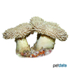 Sarcophyton glaucum Rough Leather Coral
