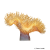 Sarcophyton ehrenbergi Dish-top Leather Coral