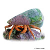 Ciliopagurus strigatus Halloween Hermit Crab