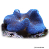 Stichodactyla haddoni 'Blue' Haddon's Carpet Anemone Blue