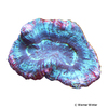 Trachyphyllia geoffroyi 'Terracotta-Tosca' Brain Coral (LPS)