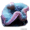 Symphyllia sp. 'Tosca Cerise Red' Symphyllia Brain Coral (LPS)