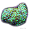 Fimbriaphyllia ancora 'Neon Green' Anchor Coral (LPS)