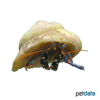 Clibanarius tricolor Blue Leg Hermit Crab