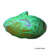 Cynarina lacrymalis 'Neon Green' Button Coral (LPS)