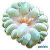 Plerogyra sinuosa Bubble Coral Green (LPS)