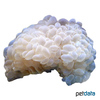 Plerogyra sinuosa Bubble Coral (LPS)