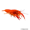 Cambarellus patzcuarensis 'Red' Red Dwarf Crayfish