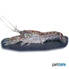 Cambarellus puer Cajun Dwarf Crayfish