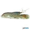Cambarellus schmitti Schmitt's Dwarf Crayfish