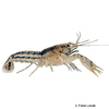 Cambarellus shufeldtii Shufeldt’s Dwarf Crayfish