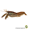 Cambarellus texanus Brazos Dwarf Crayfish
