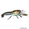 Cambarellus diminutus Least Crayfish