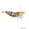 Caridina mariae Tiger Shrimp