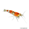 Caridina logemanni 'Red' Red Bee Shrimp