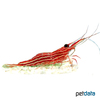 Caridina striata Red Stripe Shrimp