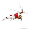 Caridina logemanni 'Red' Red Bee Shrimp (SS)