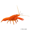 Procambarus alleni Florida Crayfish