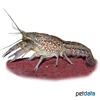 Procambarus cubensis Cuban Crayfish