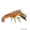 Procambarus vasquezae Catemaco Crayfish