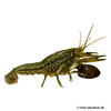 Procambarus virginalis Marbled Crayfish