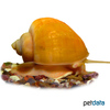 Pomacea bridgesii 'Gold' Golden Mystery Snail