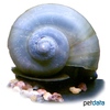 Pomacea bridgesii 'Ivory Blue' Ivory Blue Mystery Snail