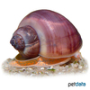 Pomacea bridgesii 'Purple' Purple Mystery Snail