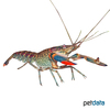 Cherax quadricarinatus Red Claw Crayfish