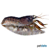 Cambarellus patzcuarensis 'Black' Black Dwarf Crayfish