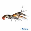Cherax peknyi Tiger Crayfish