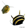 Clithon corona 'Black & Gold' Horned Nerite Snail Black & Gold