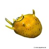 Clithon sowerbianum Sowerbianum Nerite Snail Gold