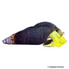 Tylomelania sp. 'Yellow' Yellow Rabbit Snail
