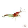 Neocaridina sp. 'Red Rili Sakura' Red Rili Sakura Shrimp