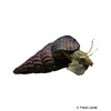 Tylomelania towutensis Gold-dust Rabbit Snail