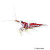 Caridina woltereckae Harlequin Shrimp