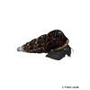 Tylomelania sp. 'Mantano Brown' Brown Mantano Rabbit Snail