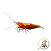 Neocaridina sp. 'Orange Fire' Orange Fire Shrimp