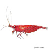 Neocaridina sp. 'Red' Red Shrimp