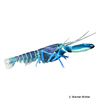 Cherax gherardii Blue Moon Crayfish
