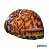 Neritodryas cornea Horny Nerite