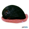 Vittina variegata 'Black' Batik Nerite Black