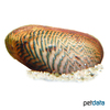 Scabies crispata Ornamental Mussel