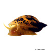 Radix auricularia European Ear Snail