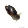 Ampullaceana balthica Wandering Pond Snail