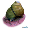 Cipangopaludina leucythoides Cleaner Snail