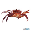 Syntripsa matanensis Purple Matano Crab