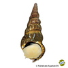 Brotia herculea Giant Tower Cap Snail